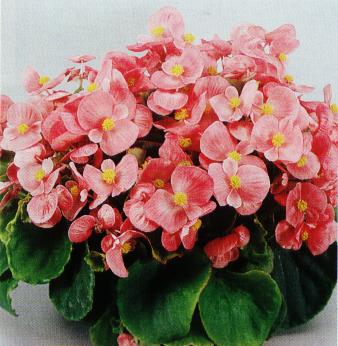 begonia
